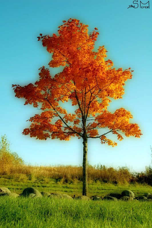 TreeofFire01-orton.jpg