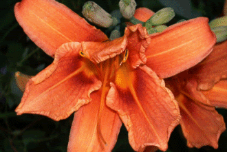 Animation2orangex.gif picture by 3peas