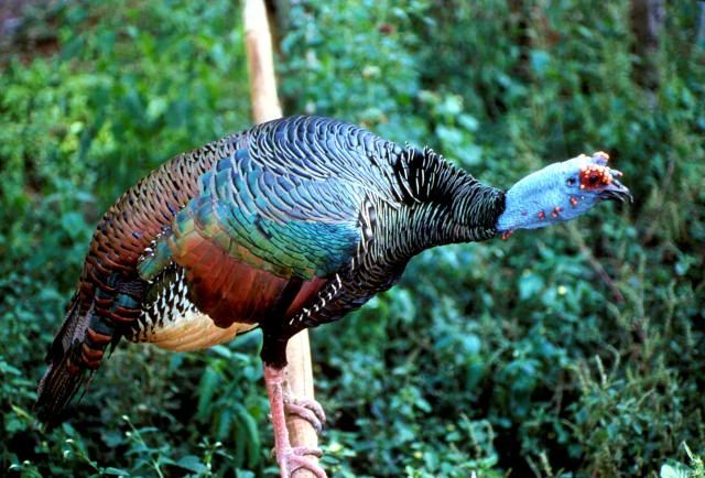Ocellated Turkey Reference 1 photo Meleagris_ocellata1.jpg