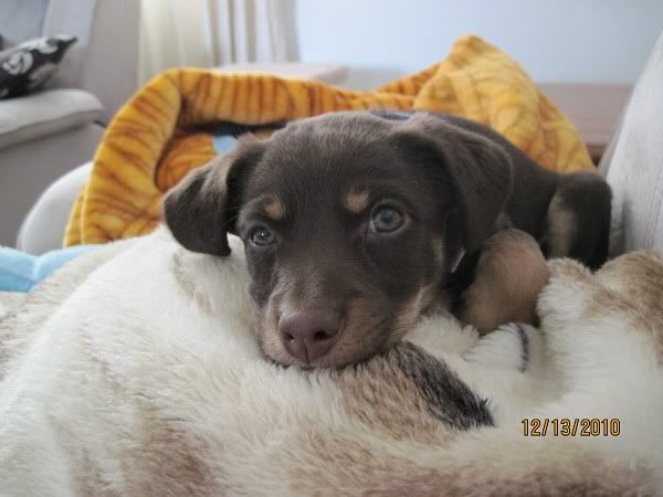 My new puppy