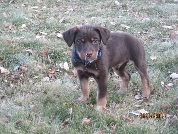 My new puppy