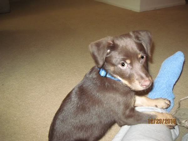 My new puppy