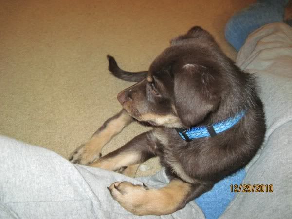 My new puppy