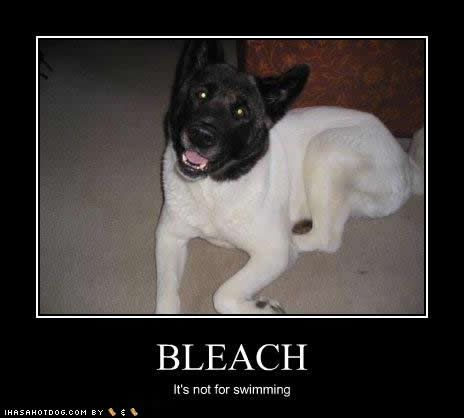 pet humor