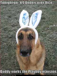 pet humor
