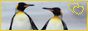 Penguins! Waddle into the yonder! >=D