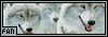 Arctic wolves... *strokes* *pets*