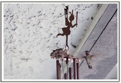 IMAGE: http://img.photobucket.com/albums/v200/gjman/IMG_1295p.jpg