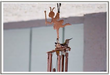 IMAGE: http://img.photobucket.com/albums/v200/gjman/IMG_1323p.jpg