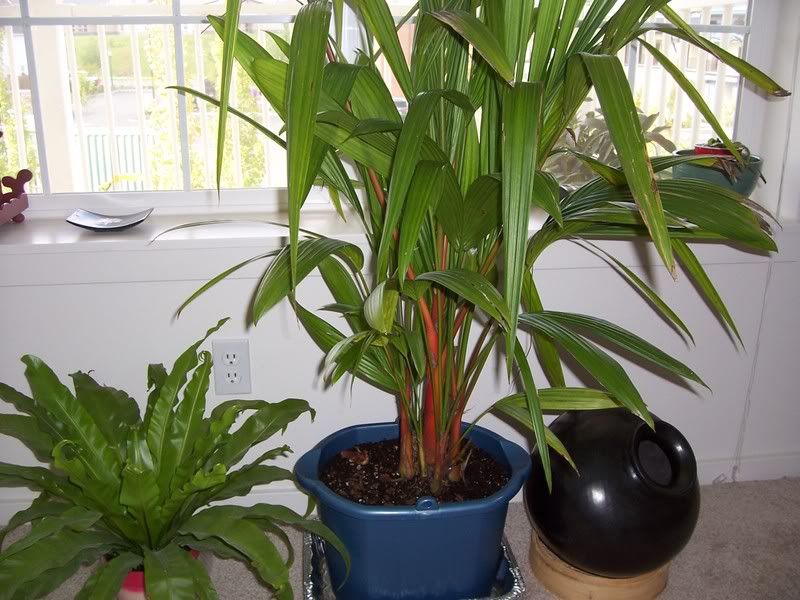 Lipstick palm indoors.