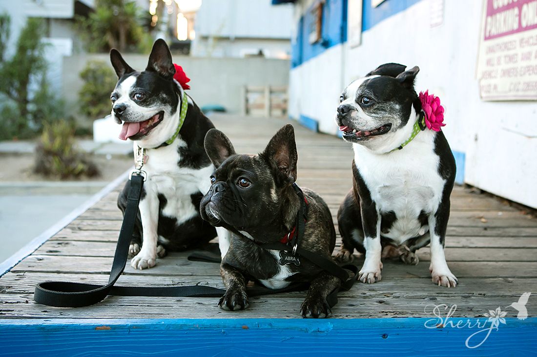 huntington beach pet photography