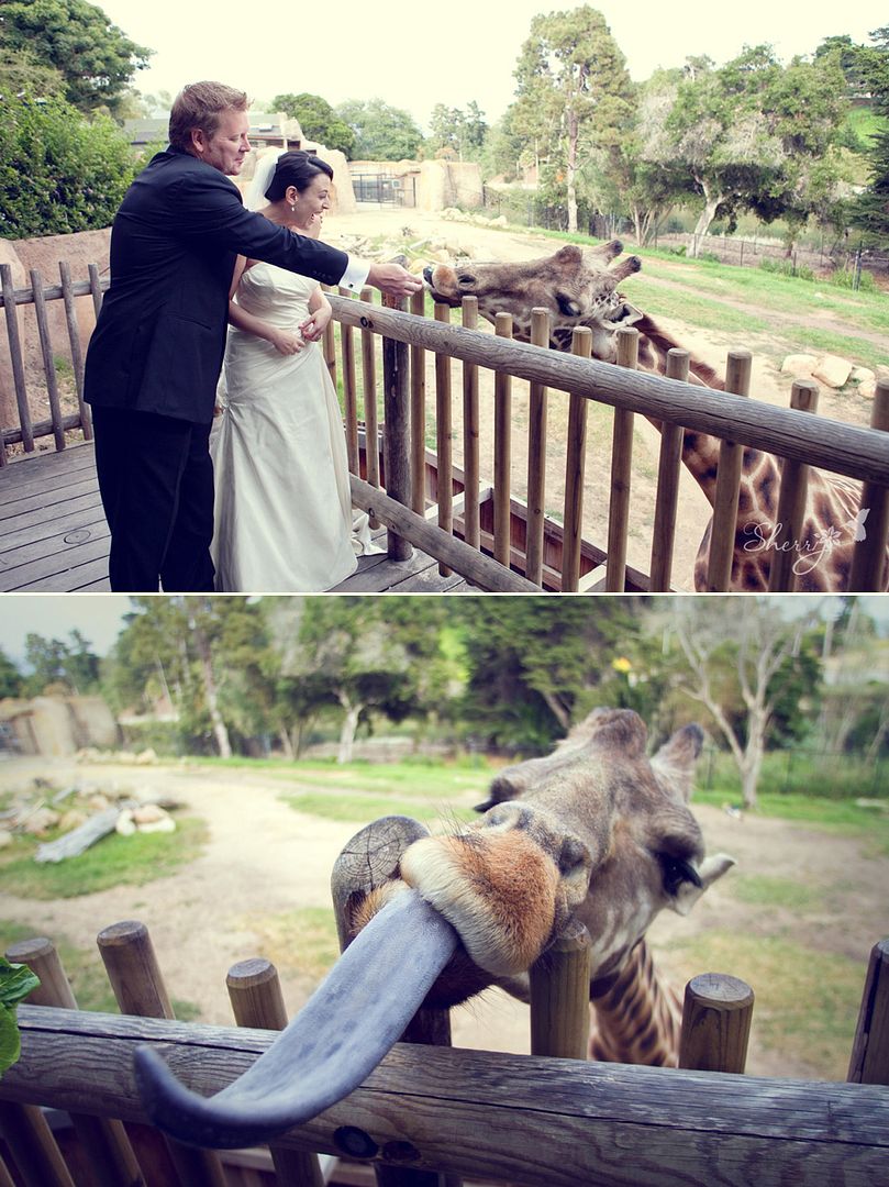 santa barbara zoo wedding photography