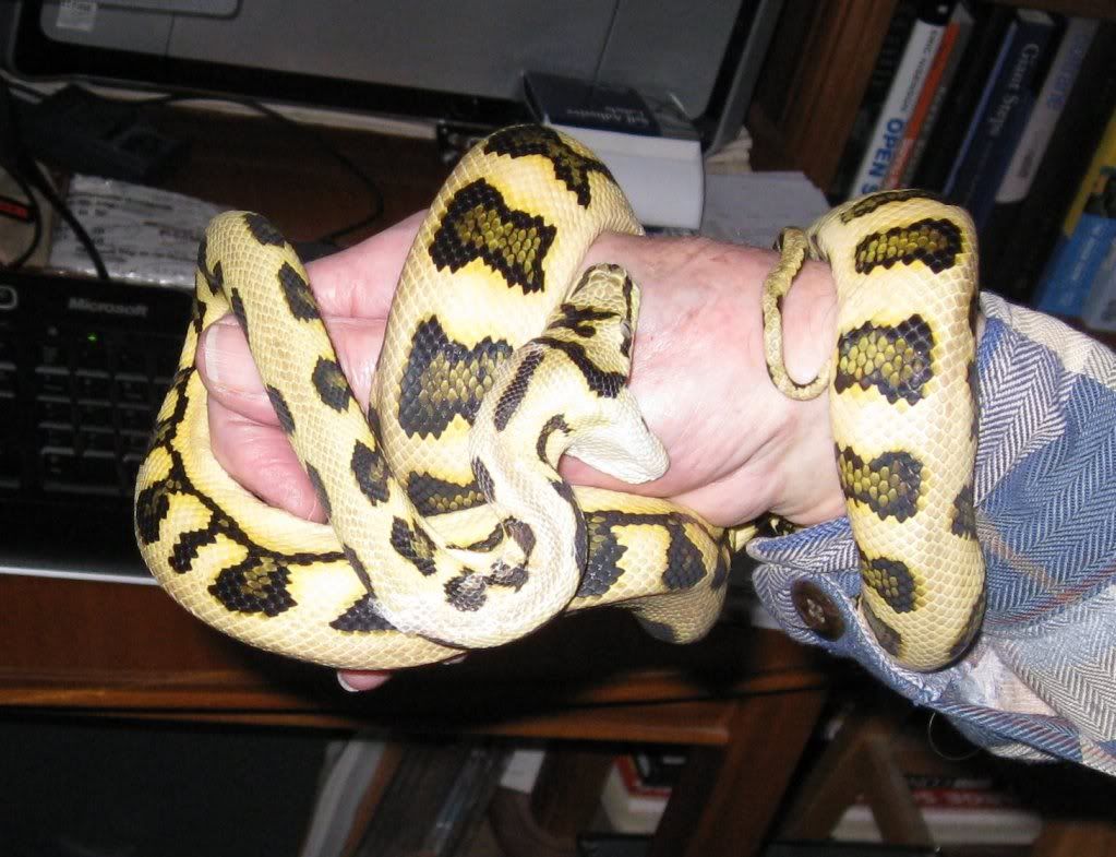 Carpet python bite Reptile Forums