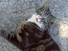 Image hosted by Photobucket.com