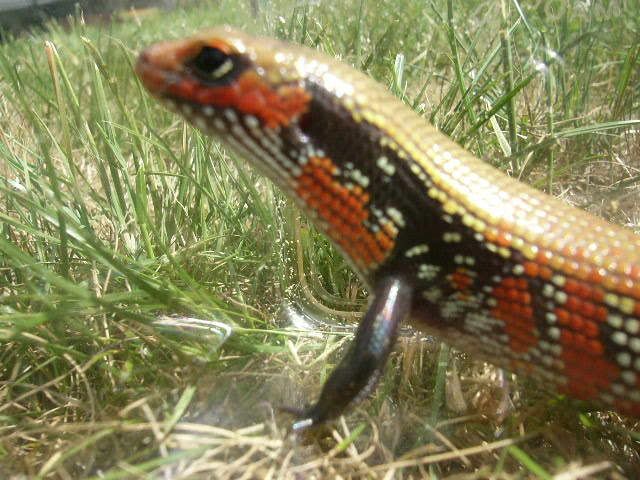 African Fire Skink