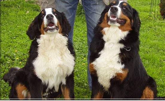 bernska ovcharka