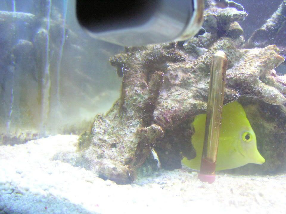 b61a5afe - PLZ help with my algae problem in my 29G (pics inside)