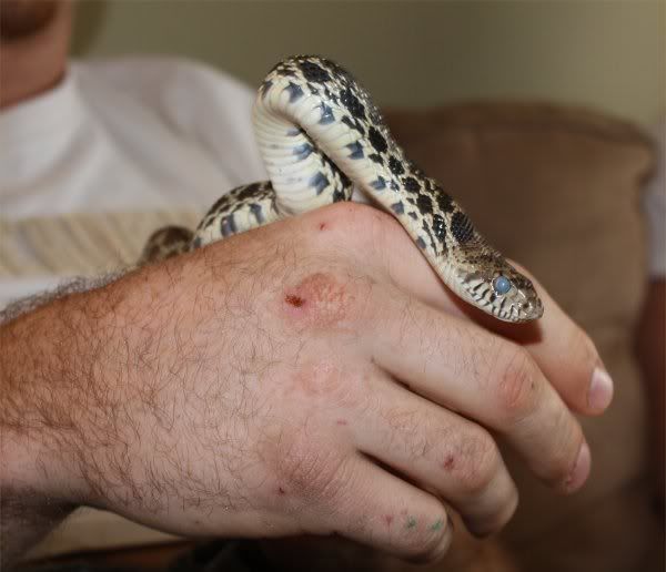 bullsnake2.jpg