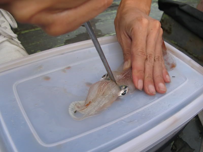 [Image: squid-kemaman-05-08054.jpg]