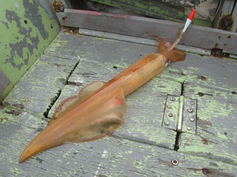 [Image: Squid-07-08093.jpg]