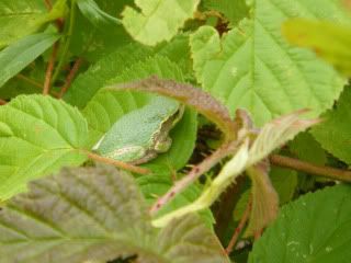 Gray Treefrog