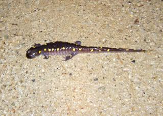 Yellow-spotted salamander,salamander,amphibian