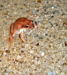 frog,wood frog