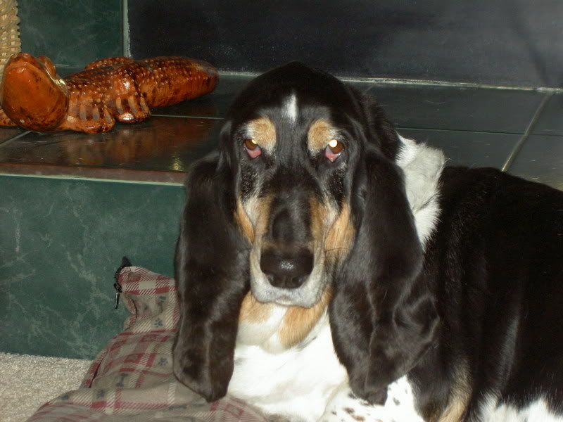 You want to see some jowls????? Basset Hounds Forum