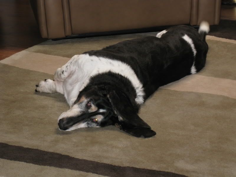 Trying to get rid of that clean basset smell Basset Hounds Forum