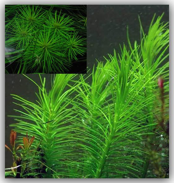 *Rare* plants for sale For Sale or Trade Aquatic Plant Central