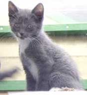 greywhite_kitten.jpg