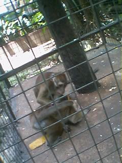 monkey monkey anabelle