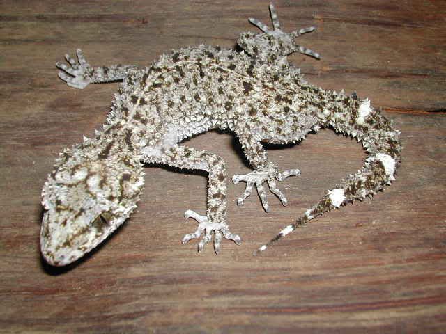 Broad Tailed Gecko Diets