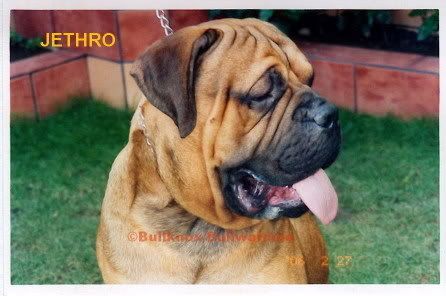 jethro the dog