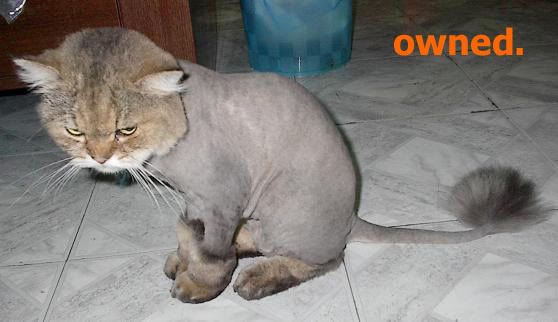 owned-cat_shaved.jpg