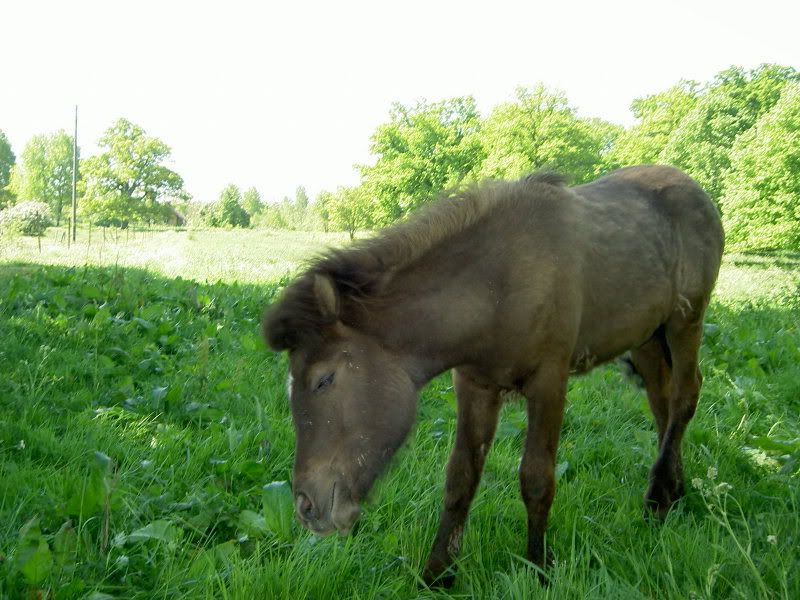 norrkping08043.jpg