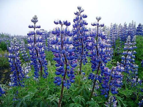 Bluebells in Iceland