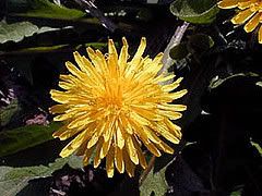 Dandelion