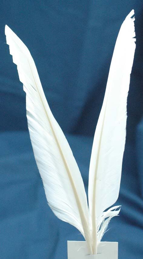 Wing1.jpg
