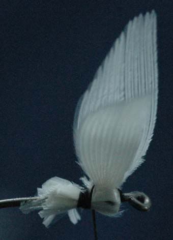 Wing10.jpg