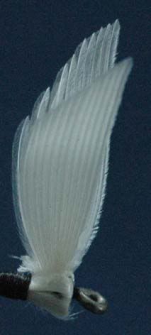 Wing11.jpg