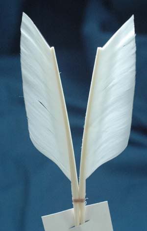 Wing2.jpg