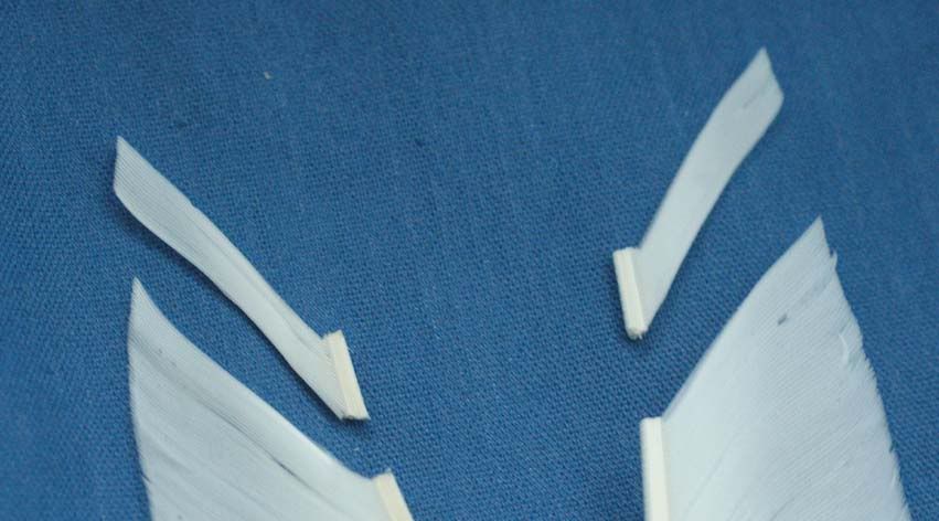 Wing3.jpg