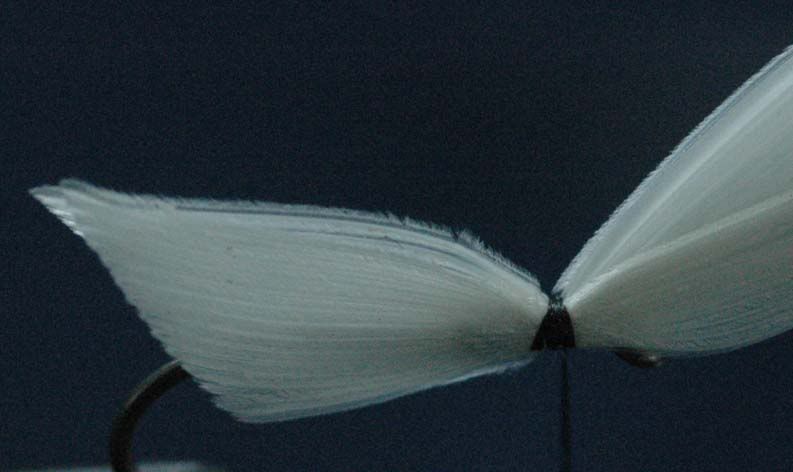 Wing7.jpg