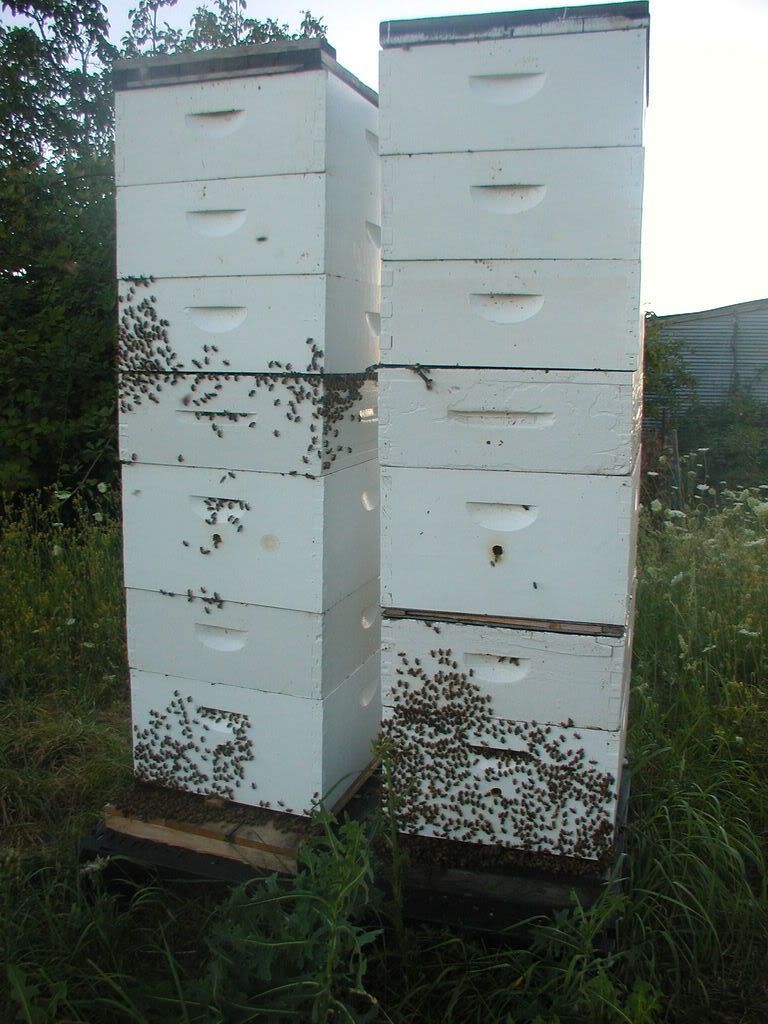 twoqueen hives Beesource Beekeeping Forums