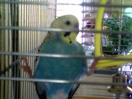 BudgieTrapezeCustom.jpg