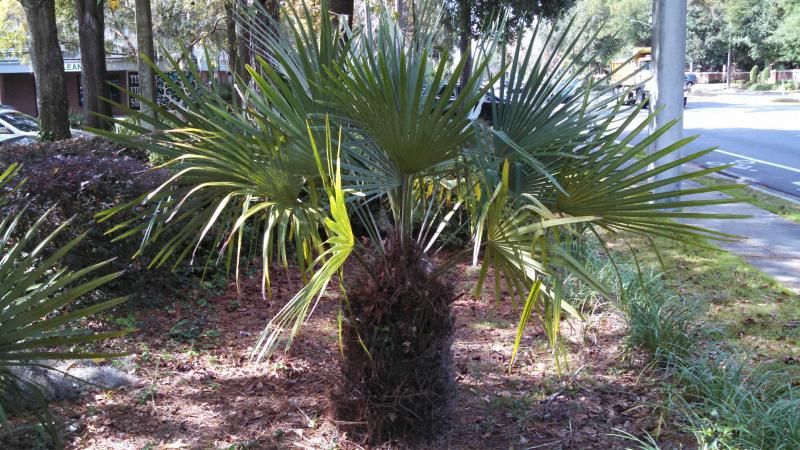 Rhapidophyllumhystrix2_zpsbbdafd4e.jpg