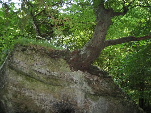 Castle Eden Dene