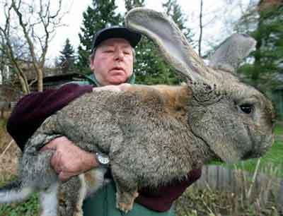 neverland dwarf rabbits. Netherland Dwarf Rabbit