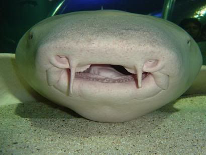 Nurse Shark Jaw